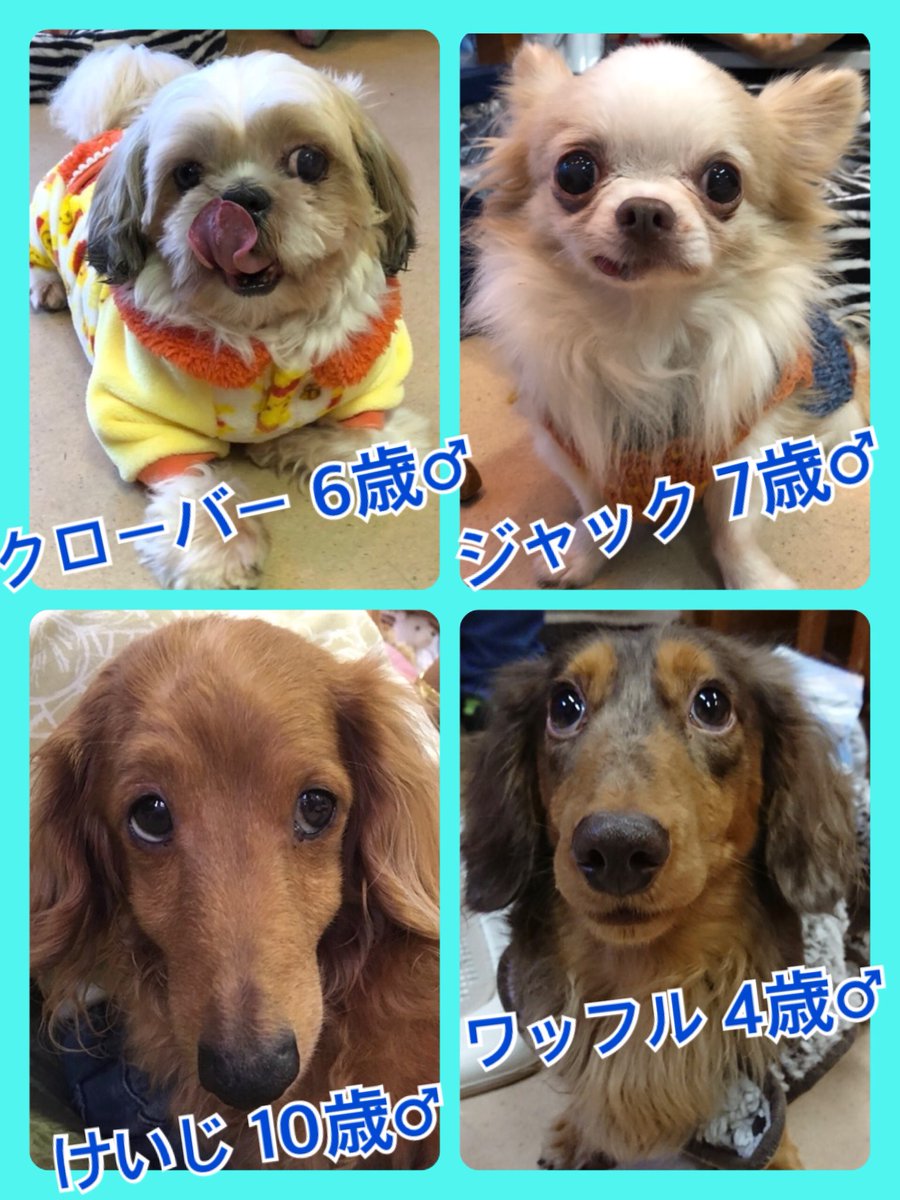 🐾今日の里親様募集中ワンコ🐶メンバーです🐾2019,1,12